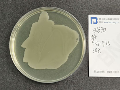 Bacillus subtilis-BNCC