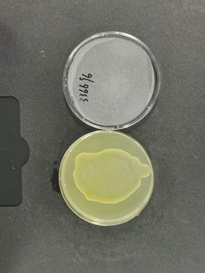 Clostridium tyrobutyricum-BNCC