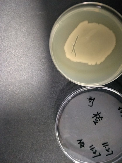 Yersinia pseudotuberculosis-BNCC