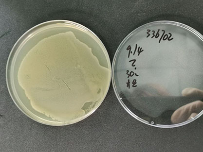 Bacillus megatherium de Bary-BNCC