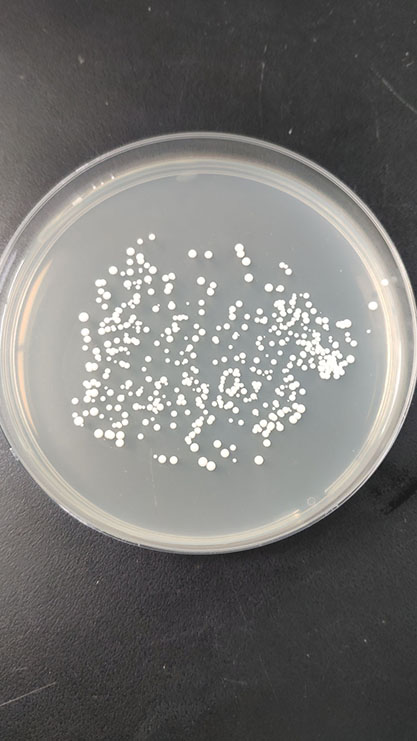 Zygosaccharomyces rouxii(Saito)Lodd-BNCC
