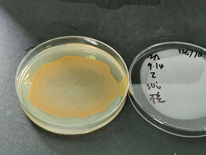 Bacillus subtilis-BNCC