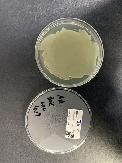 Serratia marcescens-BNCC