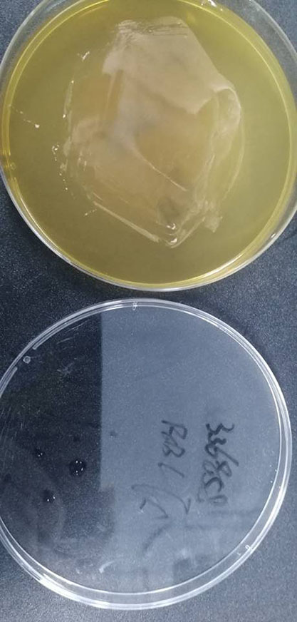 Bifidobacterium bifidum-BNCC