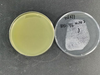 Listeria monocytogenes-BNCC