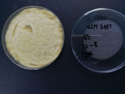 Aspergillus oryzae(Ahlburg)Cohn-BNCC