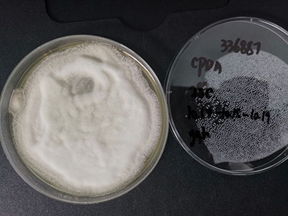 Penicillium digitatum-BNCC