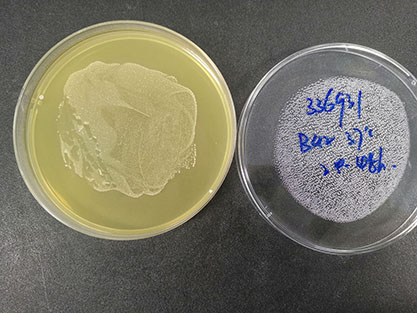 Streptococcus mutans-BNCC