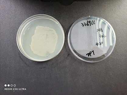 Bacillus laterospora-BNCC