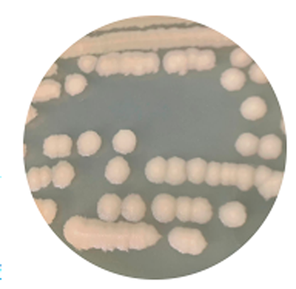 Bacillus halodurans-BNCC