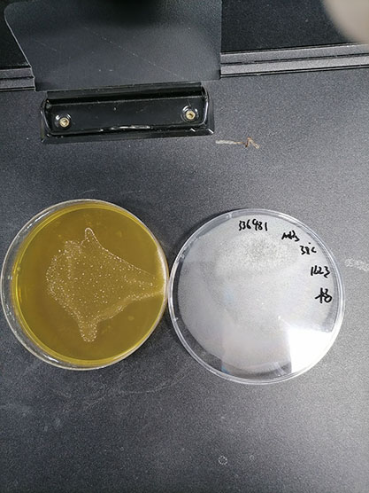 Sporolactobacillus inulinus-BNCC