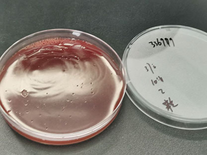 Streptococcus equinis subspecies-BNCC