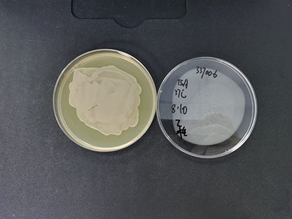 Staphylococcus epidermidis-BNCC