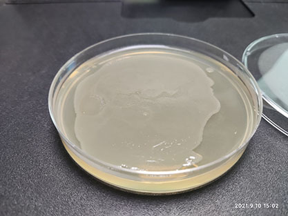 Salmonella enteritidis Arizona subspecies-BNCC