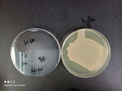 Pseudomonas aeruginosa (Pseudomonas aeruginosa)-BNCC