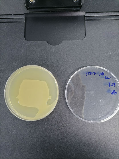 Pseudomonas putida-BNCC