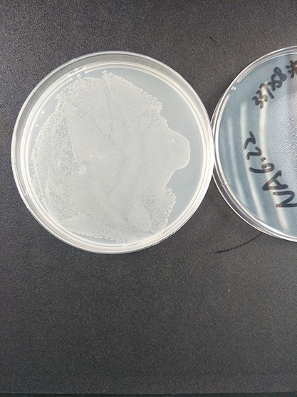 Paenibacillus polymyxa-BNCC
