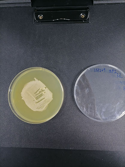 Mycobacterium smegmatis-BNCC