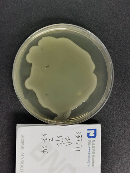 Escherichia coli-BNCC