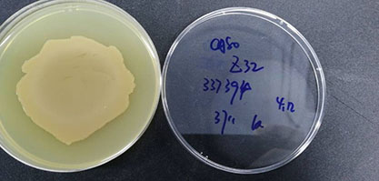 Bacillus pasteurii-BNCC