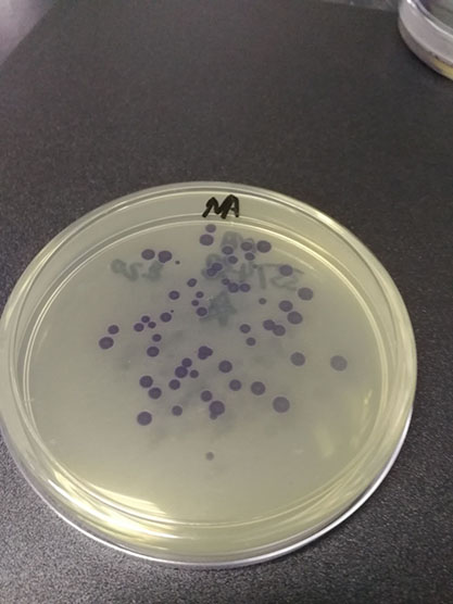 Chromobacterium purpurea-BNCC