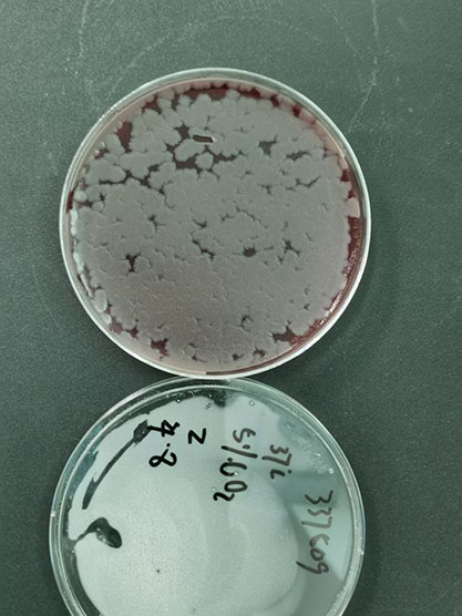 Arcanobacterium haemolyticum-BNCC