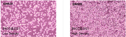 Human colon cancer cells-BNCC