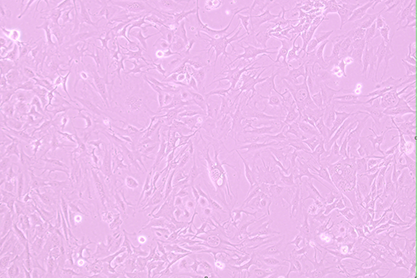 Mouse brain microvascular endothelial cells-BNCC