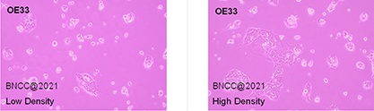 Human esophageal adenocarcinoma cells-BNCC