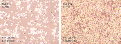 Rat alveolar type II cells-BNCC