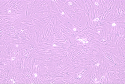 Rat cardiomyocytes-BNCC