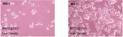 Rat islet cell tumor cells-BNCC