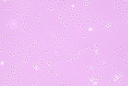 canine kidney cells-BNCC