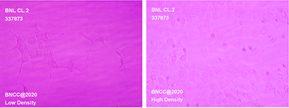 Mouse embryonic hepatocytes-BNCC