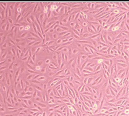 Human thyroid papillary cancer cell-BNCC