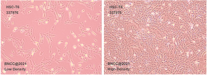 Rat hepatic stellate cells-BNCC