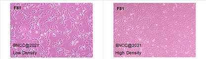 Cat kidney cells-BNCC