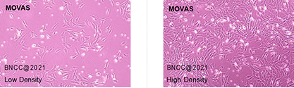 Mouse aortic vascular smooth muscle cells-BNCC