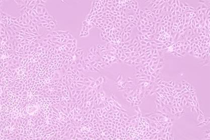 porcine intestinal epithelial cells-BNCC