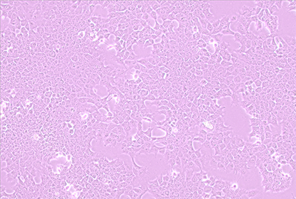 Mouse hepatocytes-BNCC