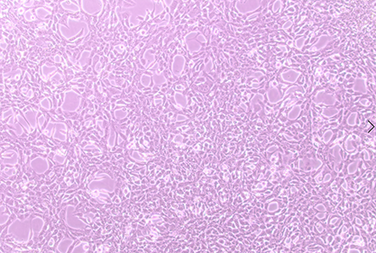 Mouse intestinal epithelial cells-BNCC