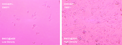 Hamster ovary cells, (dihydrofolate reductase deficiency)-BNCC