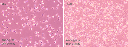 Mouse lung cancer cells-BNCC