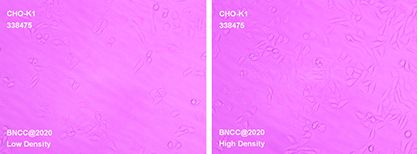 Chinese hamster ovary cell substrain-BNCC