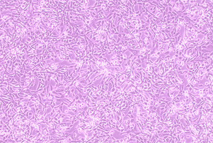 BALB/C mouse liver epithelial cells-BNCC