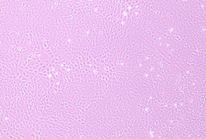 Rat hepatocytes-BNCC