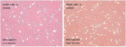 bovine kidney cells-BNCC