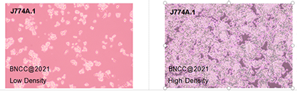 Mouse monocyte macrophage-BNCC