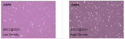 Cat kidney cells-BNCC