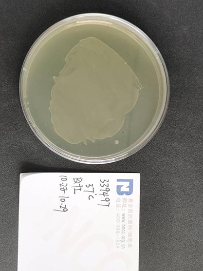 Enterococcus casseliflavus Collins et al.-BNCC